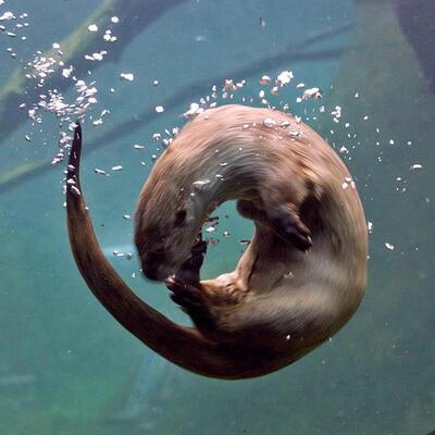 ReasonableMustelid@furries.club