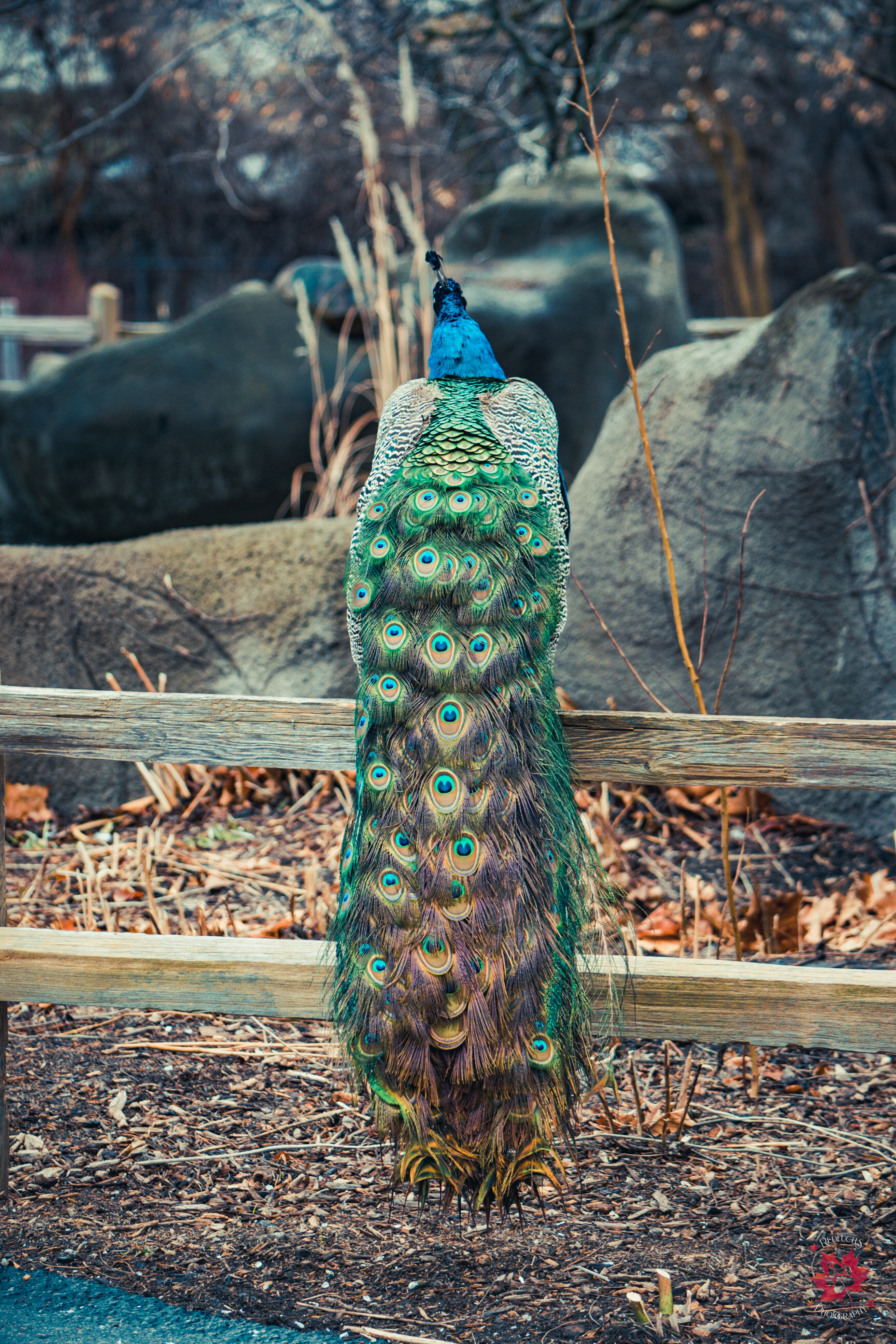 Photo of Indian peafowls