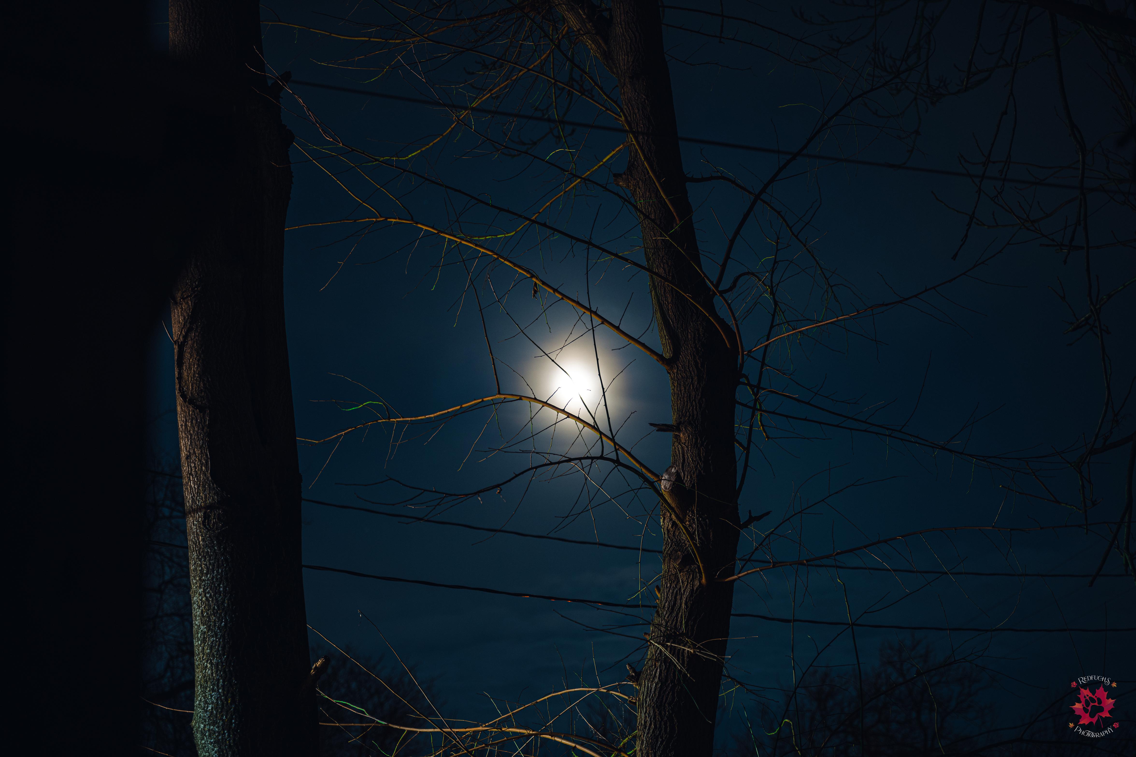 Photo of a full moon with trees in the foreground.