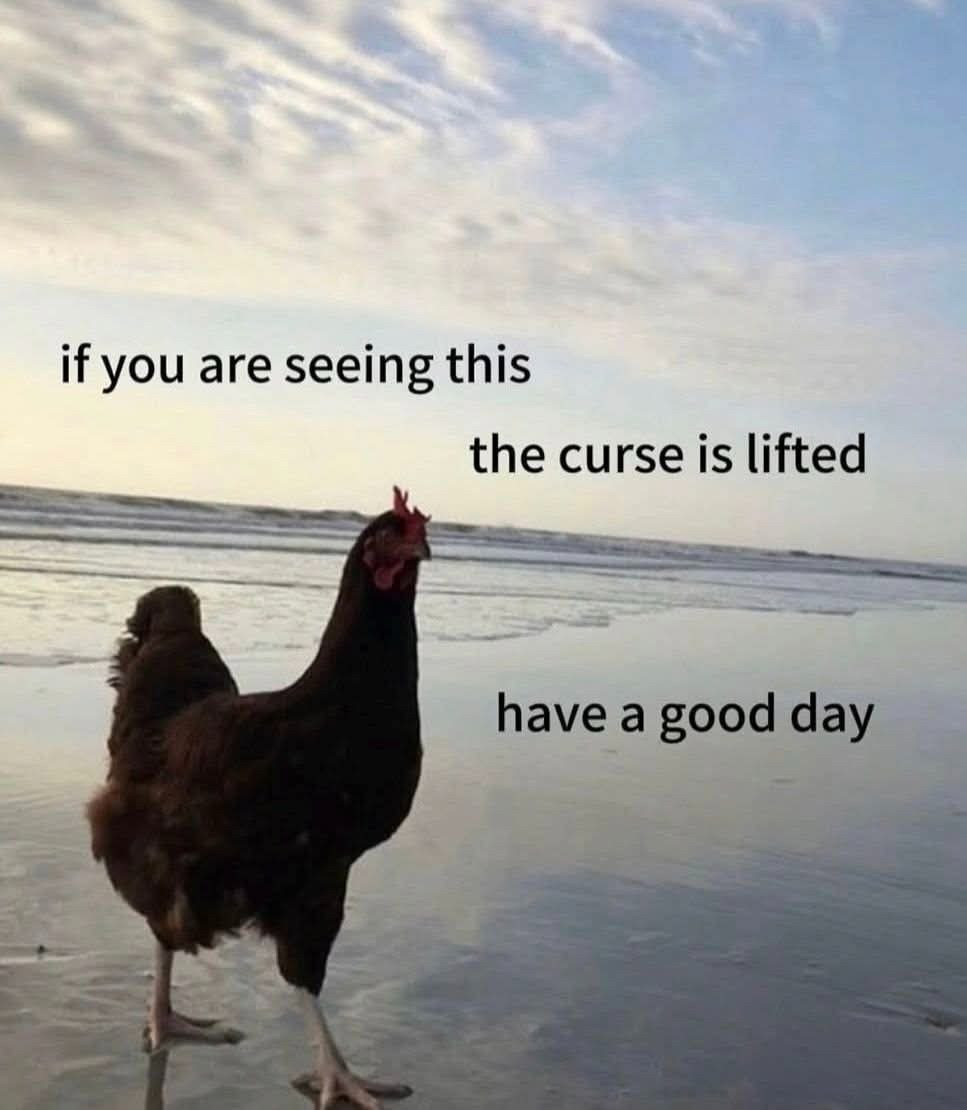 Photo of a chicken walking on a beach near the water as the sun sets behind it. A caption above states "if you are seeing this, the curse is lifted. Have a good day."